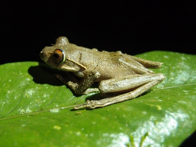 Brown frog sitting on a green leaf.