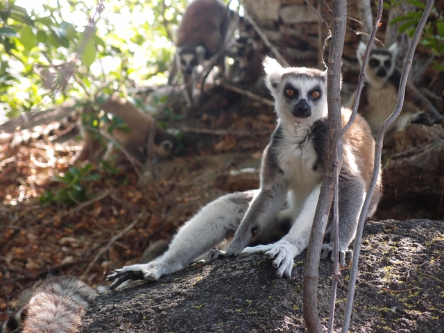 Group of lemurs sitting among foliage and trees.