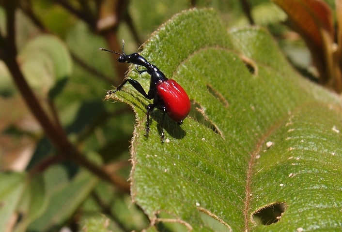       A vibrant red and black beetle on a leaf.
  