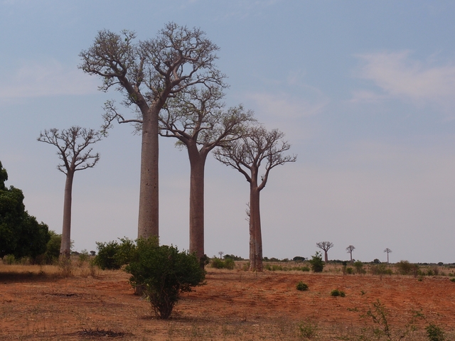       Row of baobab trees in a dry landscape.
  