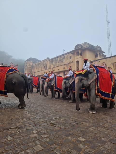       Elephants decorated for a procession near historical buildings.
  
