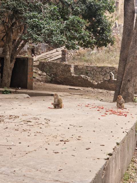       A monkey sitting on the ground near a tree and stone wall.
  