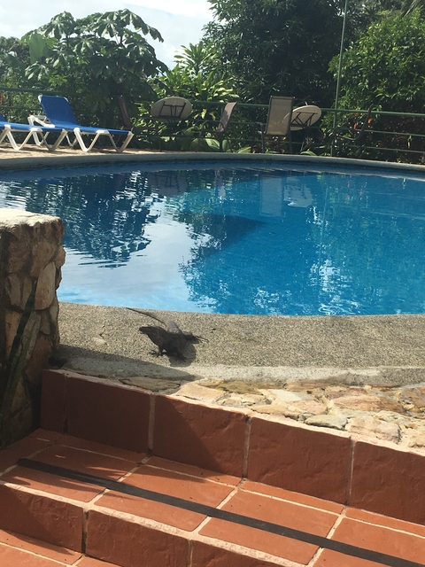 Iguana on the edge of a swimming pool.