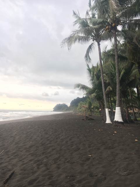 Wide view of a palm-lined beach at sunset.
