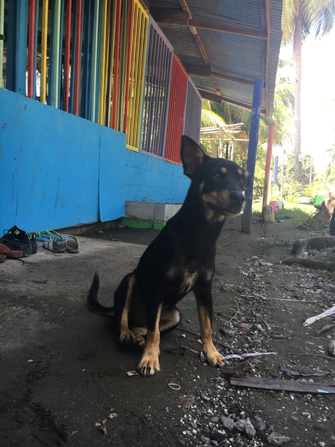 Dog sitting on a concrete floor with colorful wall in the background.