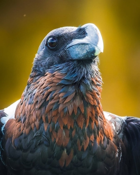       Photo d'avis client sur Safari brillant - 3 jours 
  