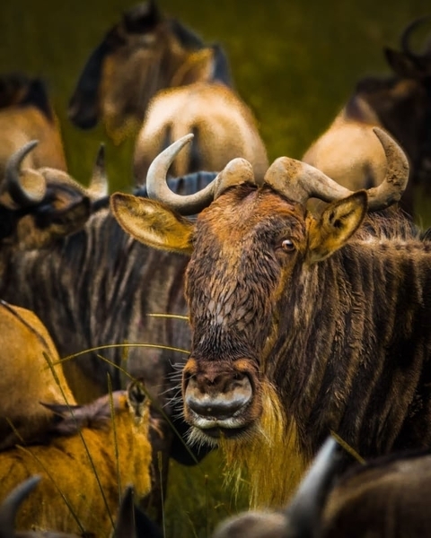       Photo d'avis client sur Safari brillant - 3 jours 
  