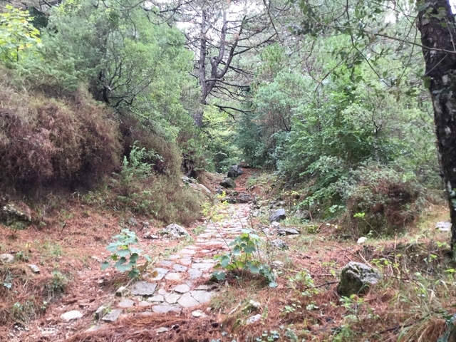       Forest path surrounded by trees and foliage.
  