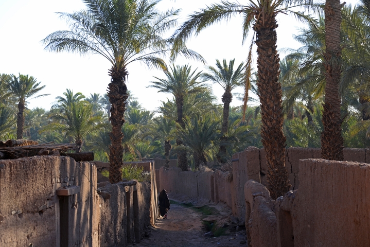       Pathway lined with palm trees and mud-brick walls.
  