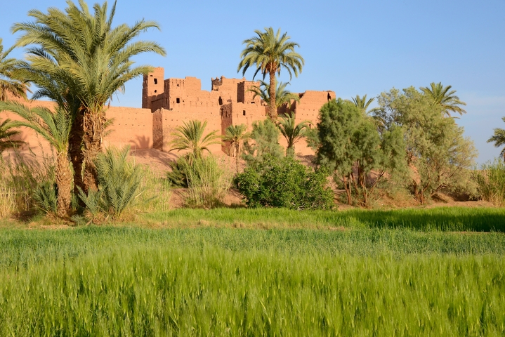       Old clay fortress with palm trees and green fields.
  