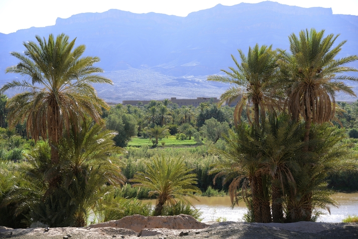       Dense palm trees with mountains in the background.
  