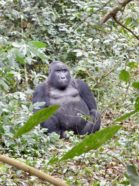       Gorilla sitting among dense foliage.
  