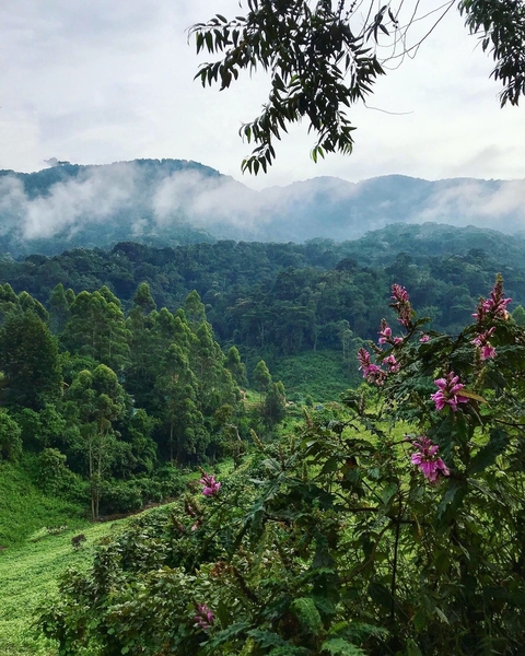      Lush forest landscape with flowers in the foreground.
  
