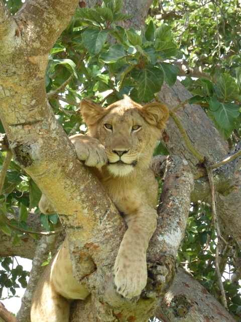       Lion resting in a tree.
  
