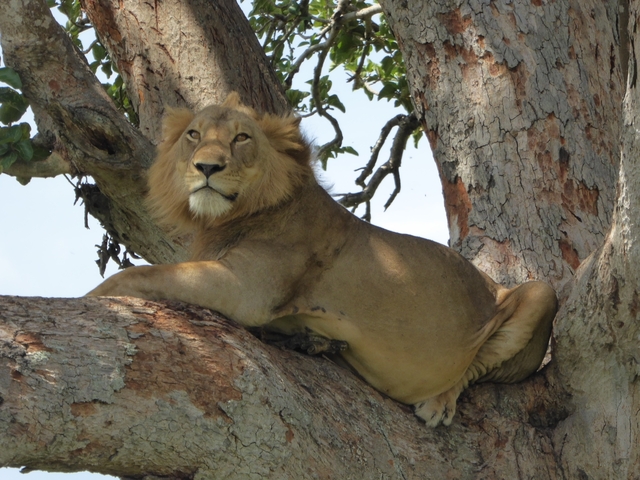       Lion sitting on a branch.
  