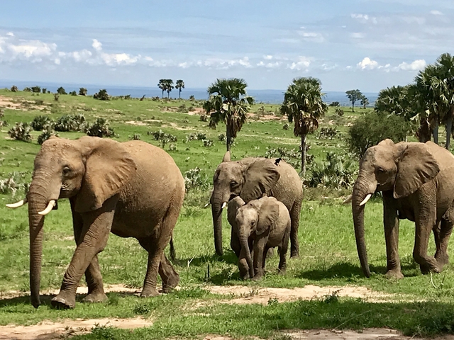       Herd of elephants walking in a savannah landscape.
  