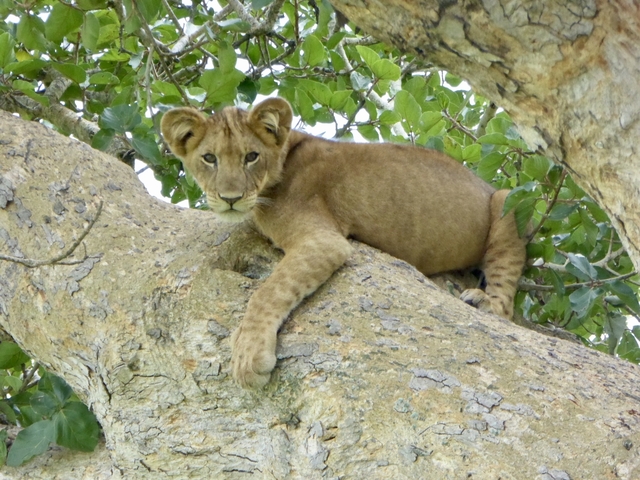       Lion cub resting on a tree branch.
  