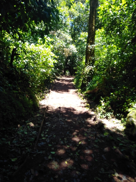       Blurry forest trail with sunlight filtering through trees.
  
