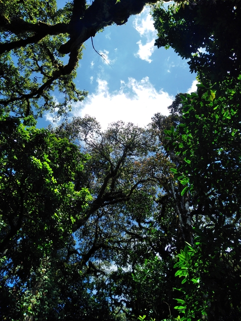       View of tree canopy against the sky.
  