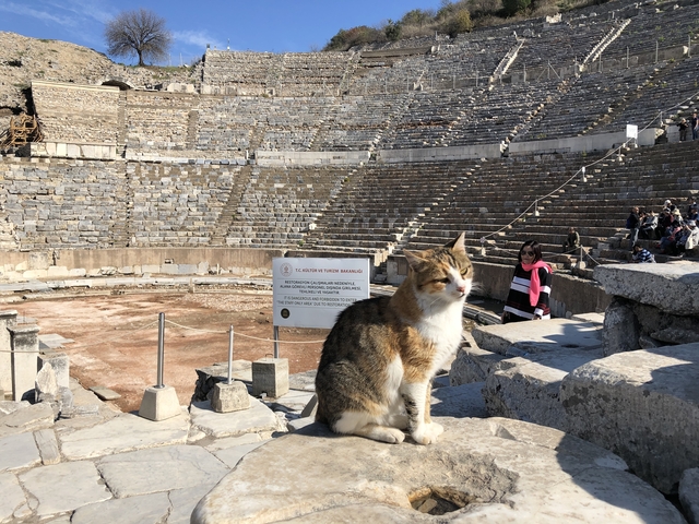       Cat in front of the ancient amphitheater ruins.
  