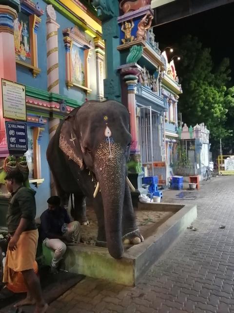 Elephant adorned with paint standing in front of a temple.