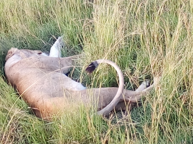 Lion relaxing on grass in a wildlife reserve.