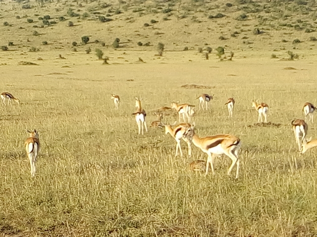 Herd of antelope grazing in a vast savanna.