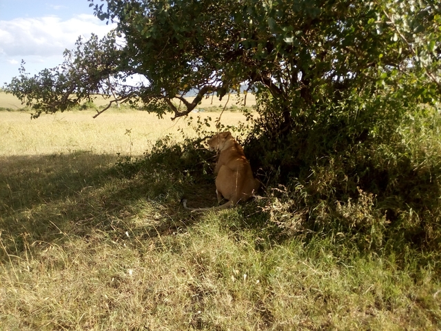 Lion resting under a tree in a savanna landscape.