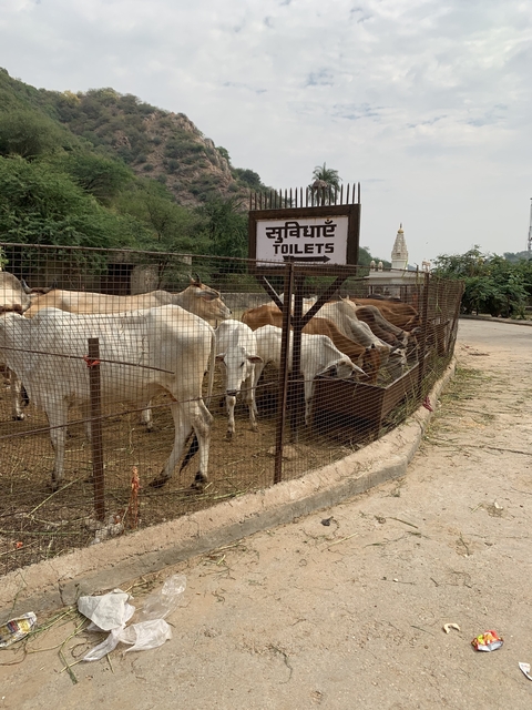       Cows behind a fence and a signage for toilets.
  