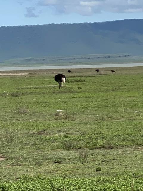 Animals grazing in a field with a distant lake.