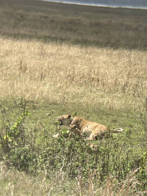 Lions resting in savannah grasslands.