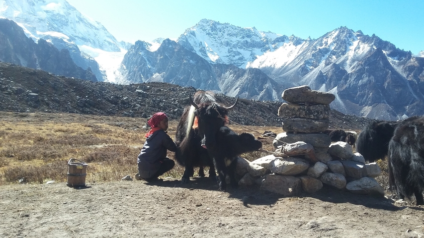 Person with yaks in the mountains.