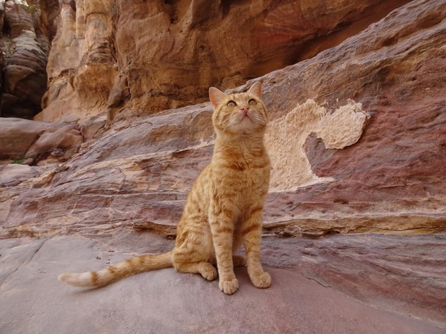 Klantbeoordelingsfoto van Delve Deep: Jordanië & Israël 2022-23 