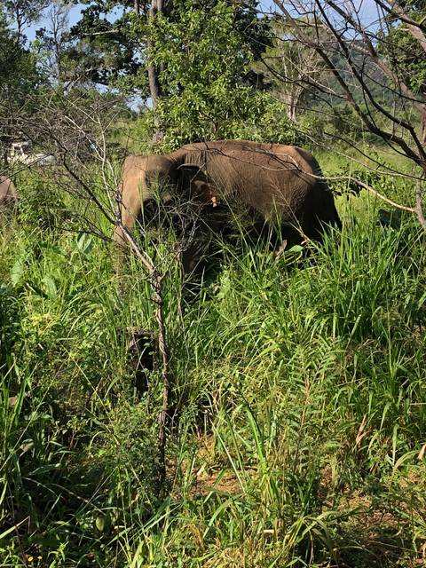 Elephant half visible behind dense foliage.