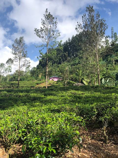 Tea plantation with a small house among greenery.