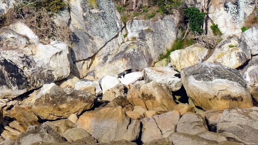 Seals resting on a rocky shore with vegetation.