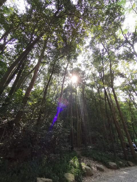       Sunlight streaming through tall trees in a forest.
  