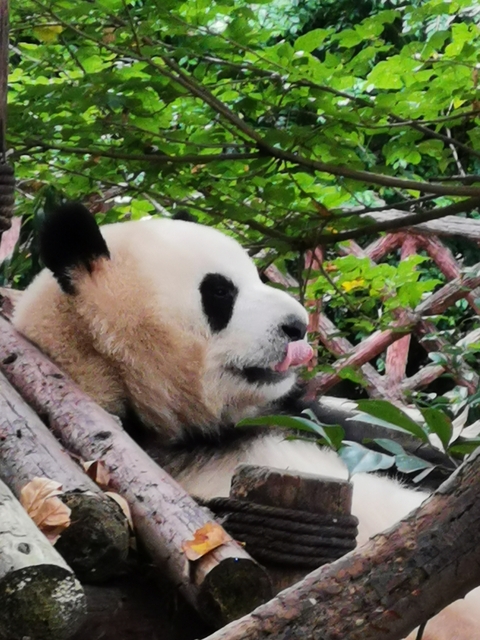 Close-up of a panda with its tongue out.