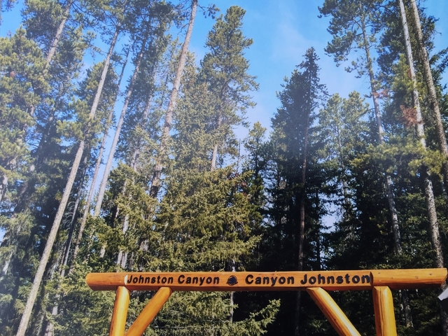 Sign for Johnston Canyon with tall trees surrounding.