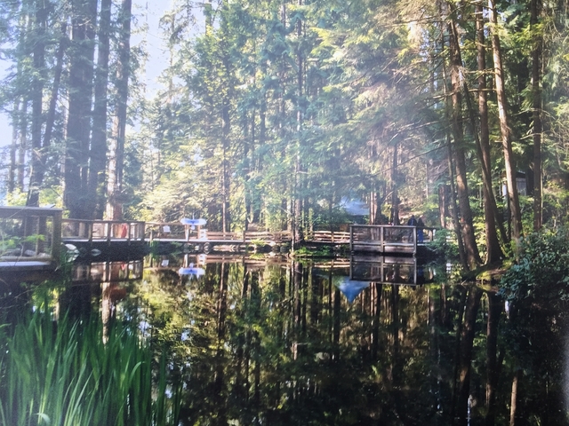 Forest with a wooden pathway over a pond.