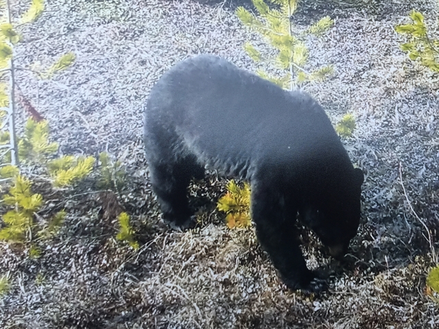 Black bear foraging in the wild.