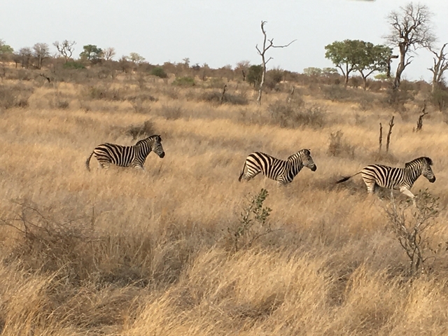 Zebras running across the savannah.
