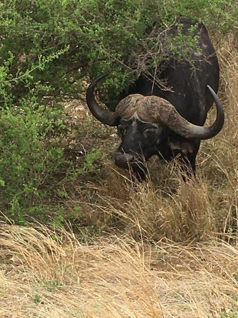Close-up of a buffalo grazing.