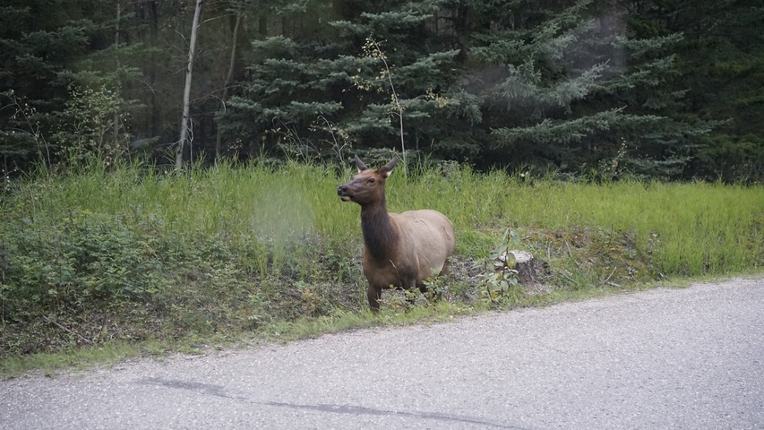 Deer standing beside a road in a forest.
