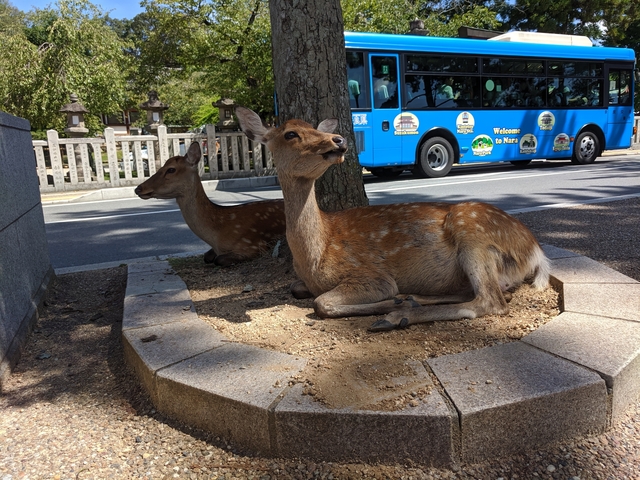       Two deer resting by the road with a bus in the background
  