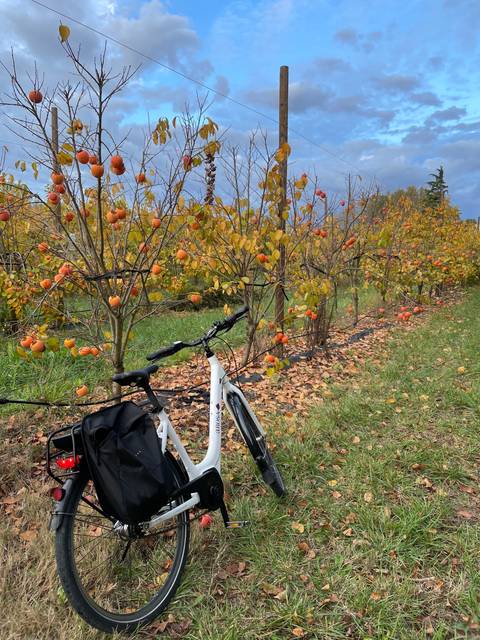       Bicycle leaning against a tree with autumn foliage.
  