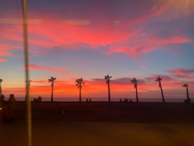       Palm trees silhouetted against a colorful sunset.
  