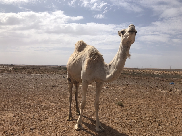       Camel standing in a desert landscape.
  