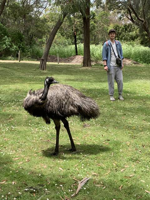 Person standing next to an emu on grass.
