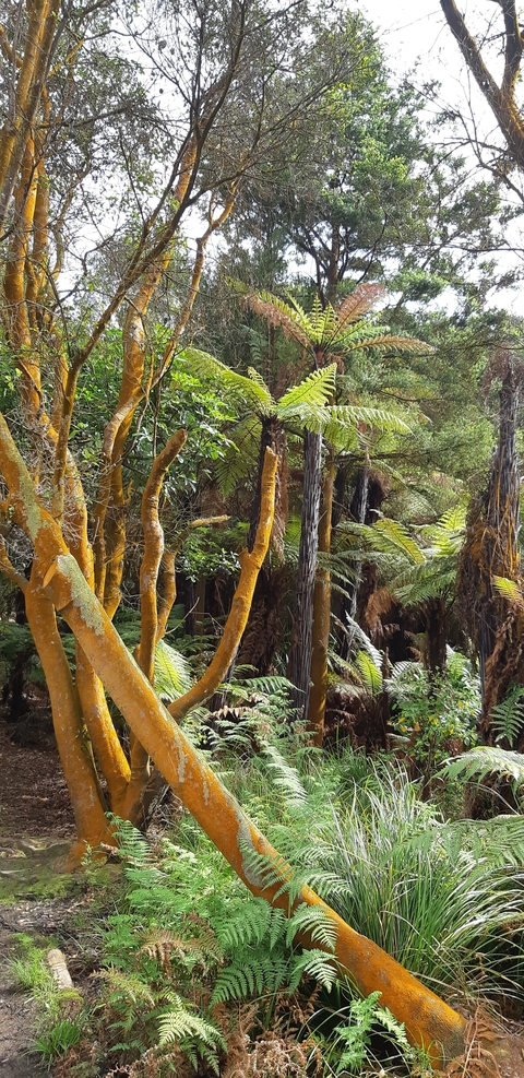 Dense forest with ferns and orange-colored tree trunks.